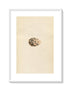 Morris Antique Birds Egg Print, Greenshank, 1867 Book Plate CLXVIII