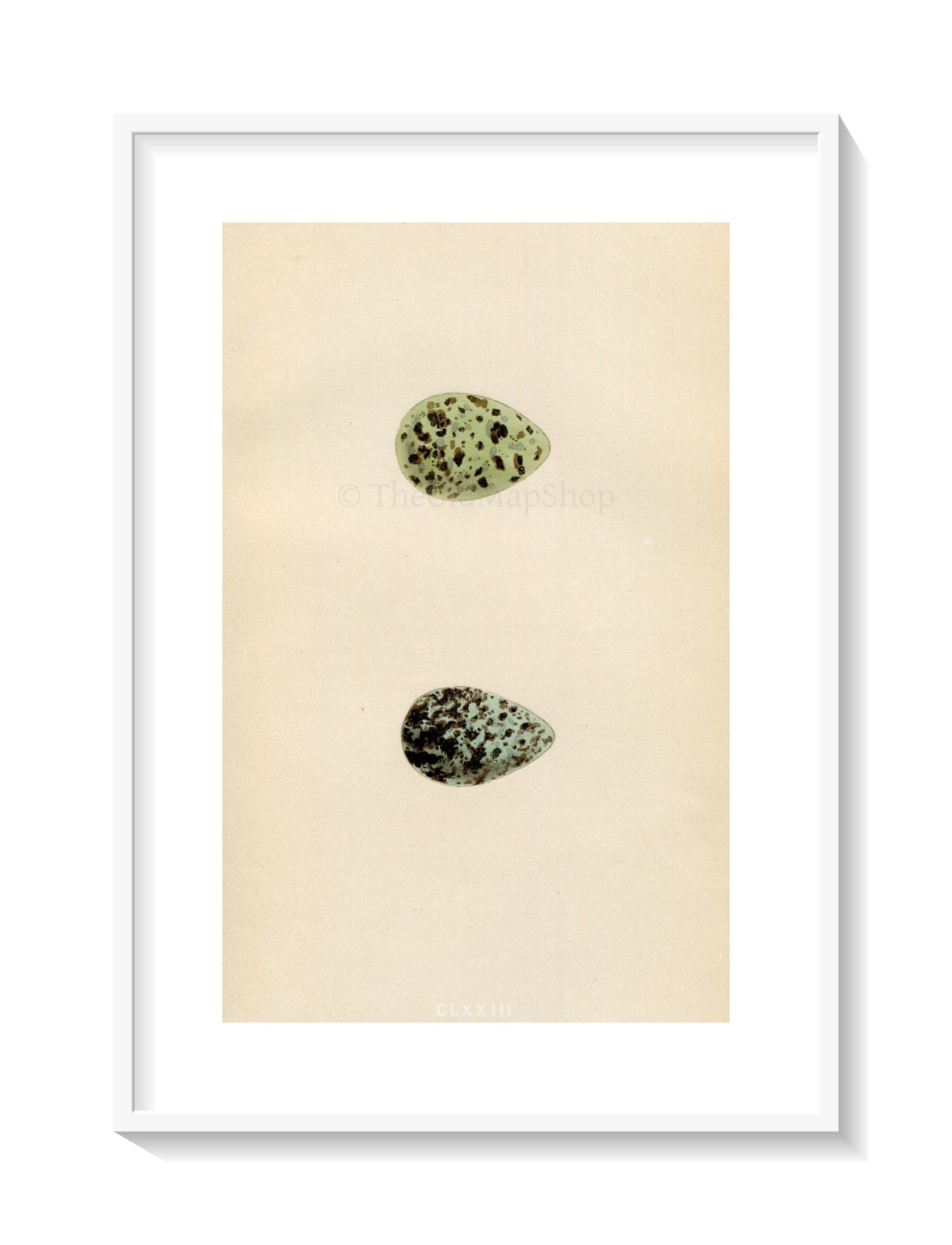 Morris Antique Birds Egg Print, Common Snipe & Jack Snipe, 1867 Book Plate CLXXIII