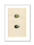 Morris Antique Birds Egg Print, Common Snipe & Jack Snipe, 1867 Book Plate CLXXIII