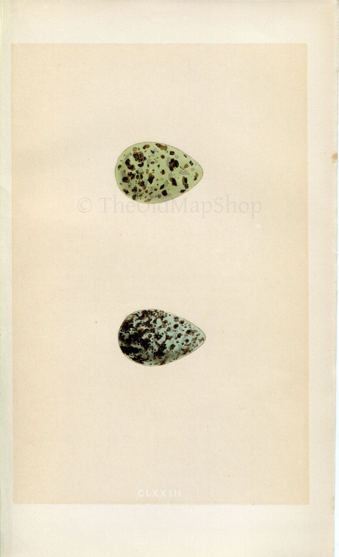Morris Antique Birds Egg Print, Common Snipe & Jack Snipe, 1867 Book Plate CLXXIII