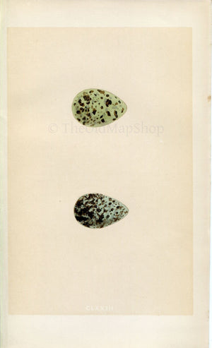 Morris Antique Birds Egg Print, Common Snipe & Jack Snipe, 1867 Book Plate CLXXIII