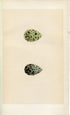 Morris Antique Birds Egg Print, Common Snipe & Jack Snipe, 1867 Book Plate CLXXIII