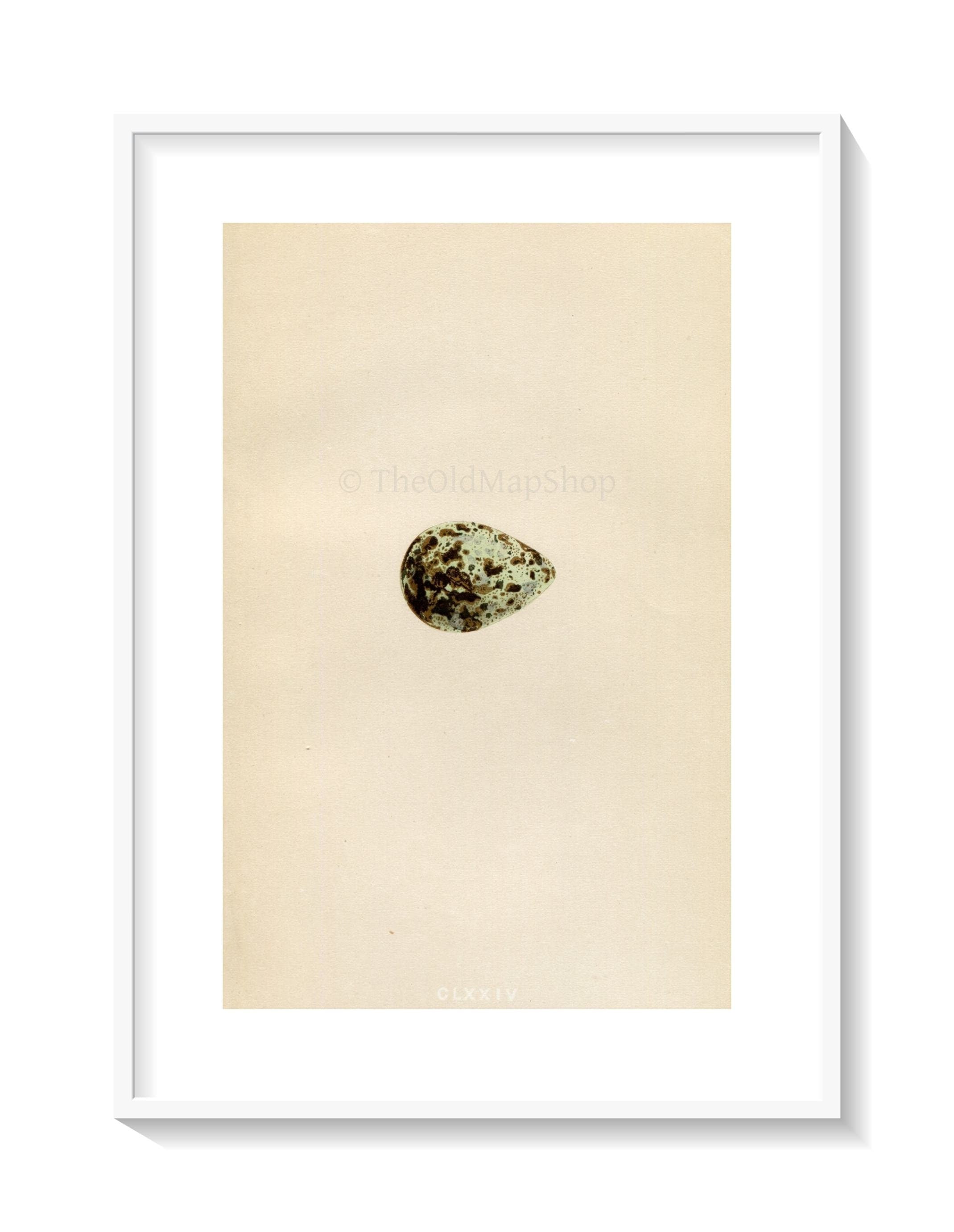 Morris Antique Birds Egg Print, Brown Snipe, 1867 Book Plate CLXXIV