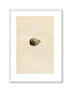 Morris Antique Birds Egg Print, Brown Snipe, 1867 Book Plate CLXXIV