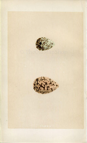 Morris Antique Birds Egg Print, Curlew Sandpiper & Knot, 1867 Book Plate CLXXV