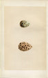 Morris Antique Birds Egg Print, Curlew Sandpiper & Knot, 1867 Book Plate CLXXV