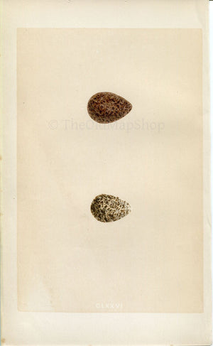 Morris Antique Birds Egg Print, Broad-Billed Sandpiper & Little Stint, 1867 Book Plate CLXXVI