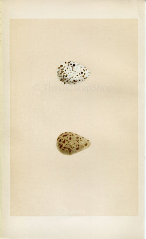 Morris Antique Birds Egg Print, Dunlin & Purple Sandpiper, 1867 Book Plate CLXXVIII