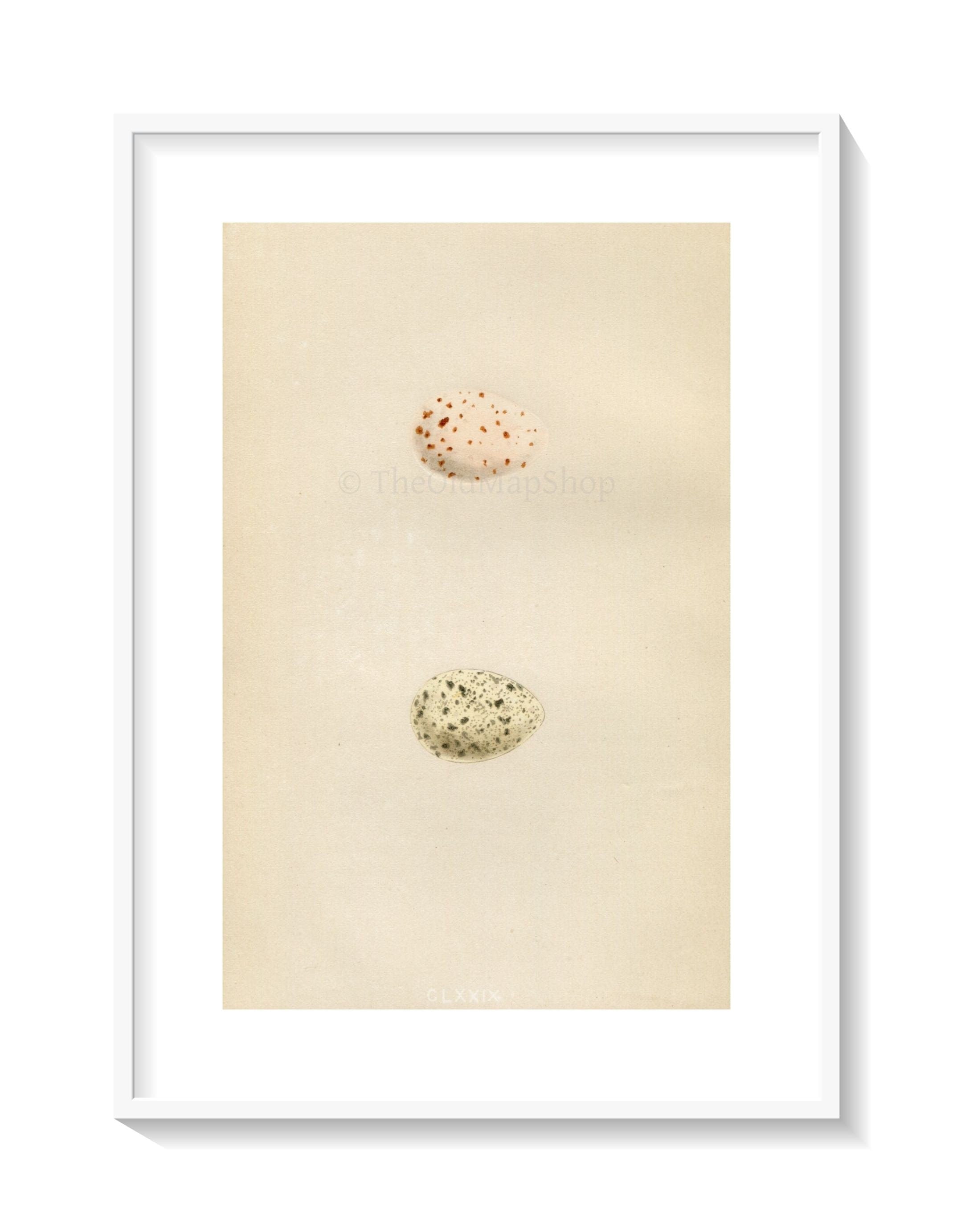 Morris Antique Birds Egg Print, Land-Rail & Spotted Crake, 1867 Book Plate CLXXIX