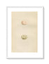 Morris Antique Birds Egg Print, Land-Rail & Spotted Crake, 1867 Book Plate CLXXIX
