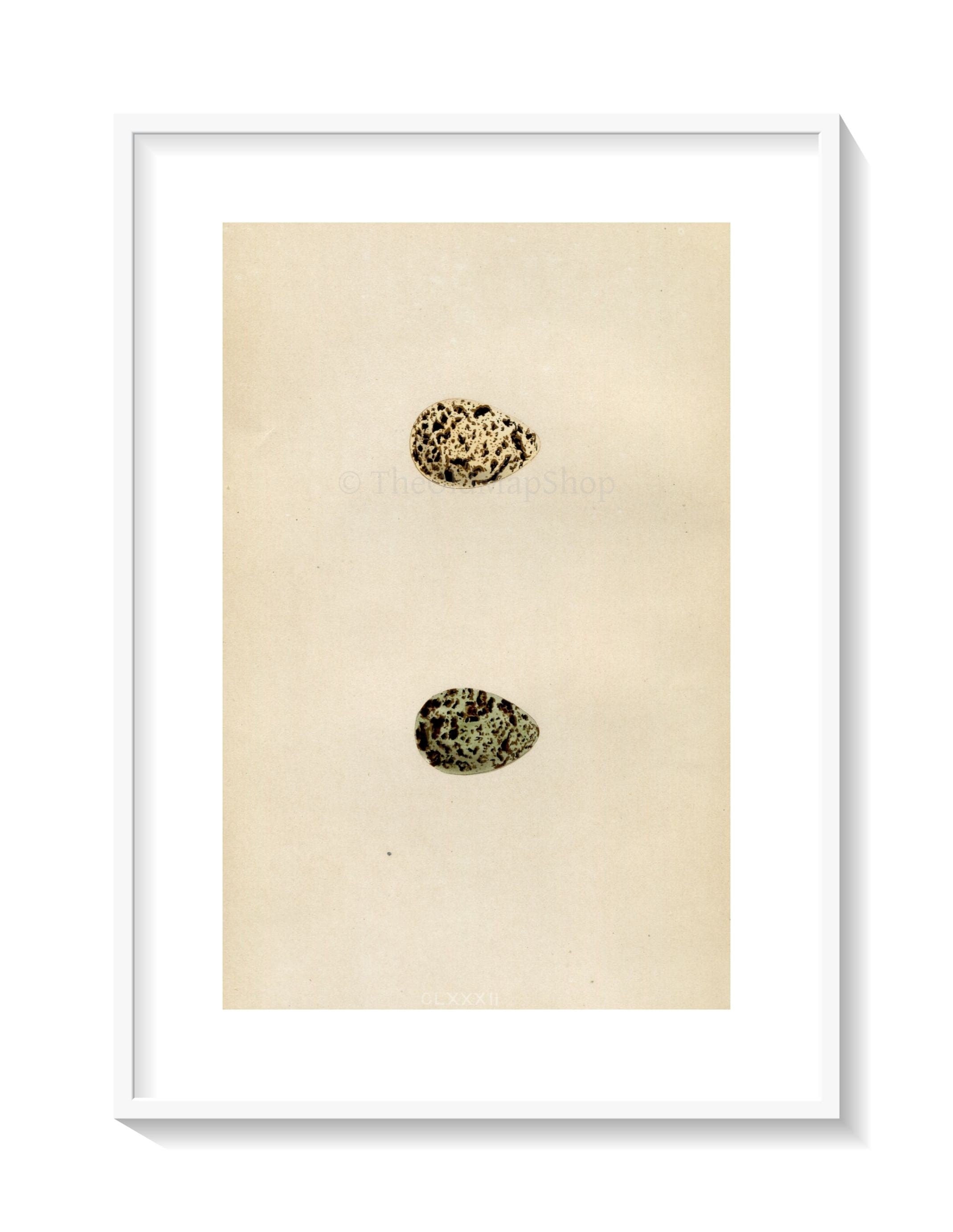 Morris Antique Birds Egg Print, Grey Phalarope, Red-Necked Phalarope, 1867 Book Plate CLXXXII