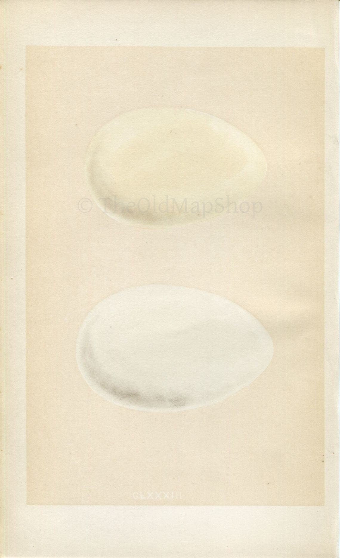 Morris Antique Birds Egg Print, Grey-Lag Goose, Bean Goose, 1867 Book Plate CLXXXIII