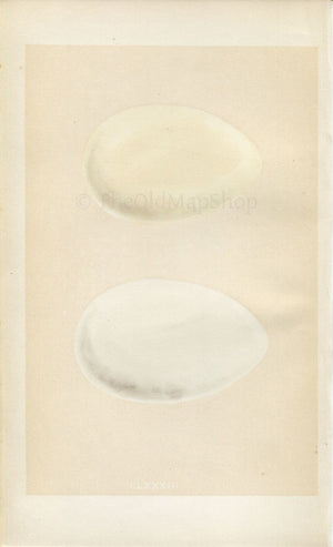 Morris Antique Birds Egg Print, Grey-Lag Goose, Bean Goose, 1867 Book Plate CLXXXIII