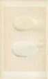 Morris Antique Birds Egg Print, Grey-Lag Goose, Bean Goose, 1867 Book Plate CLXXXIII