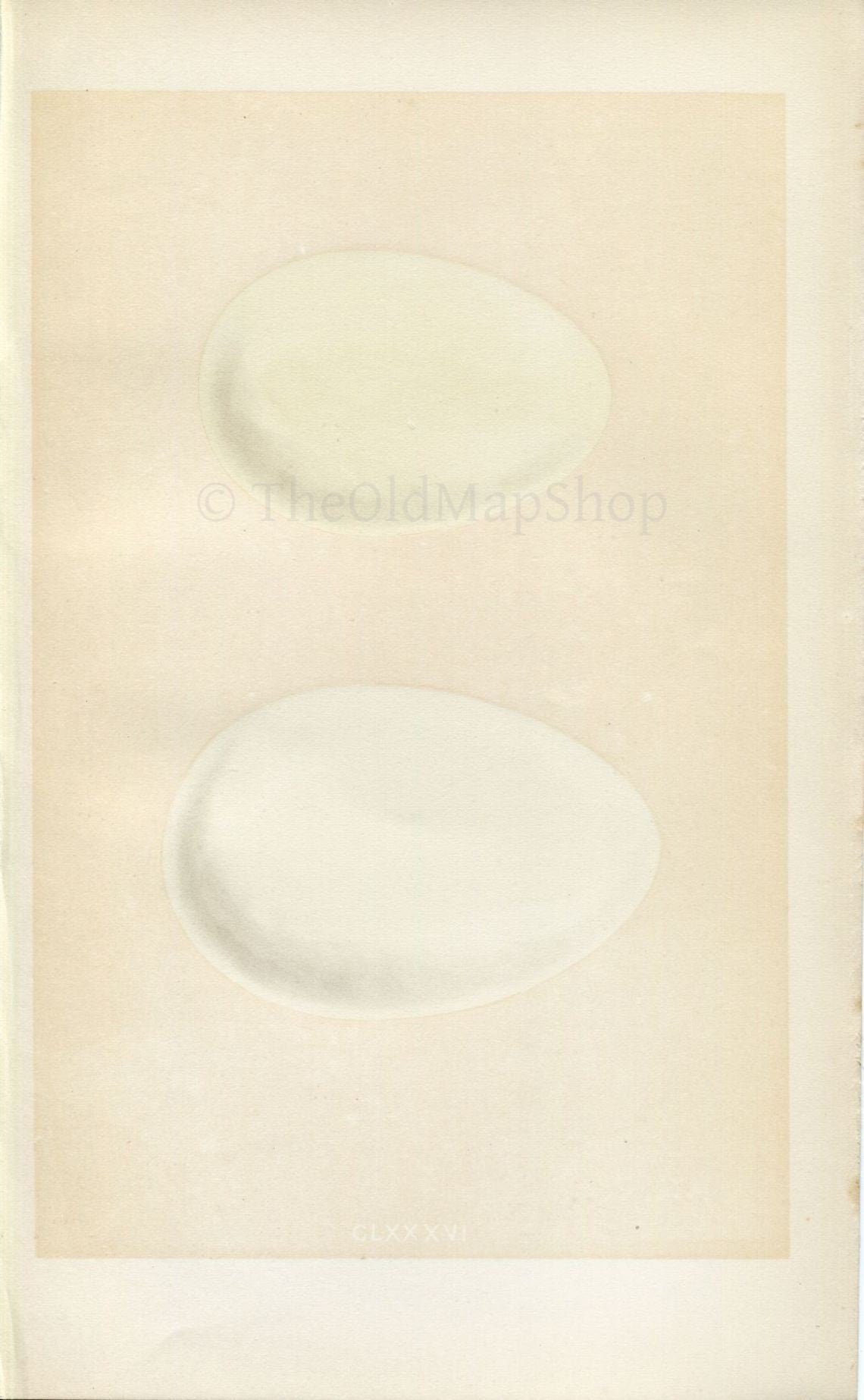 Morris Antique Birds Egg Print, Egyptian Goose, Canada Goose, 1867 Book Plate CLXXXVI