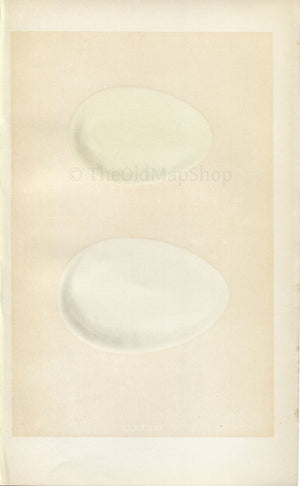 Morris Antique Birds Egg Print, Egyptian Goose, Canada Goose, 1867 Book Plate CLXXXVI