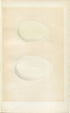 Morris Antique Birds Egg Print, Egyptian Goose, Canada Goose, 1867 Book Plate CLXXXVI