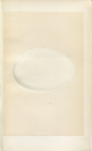 Morris Antique Birds Egg Print, Hooper, 1867 Book Plate CLXXXVII