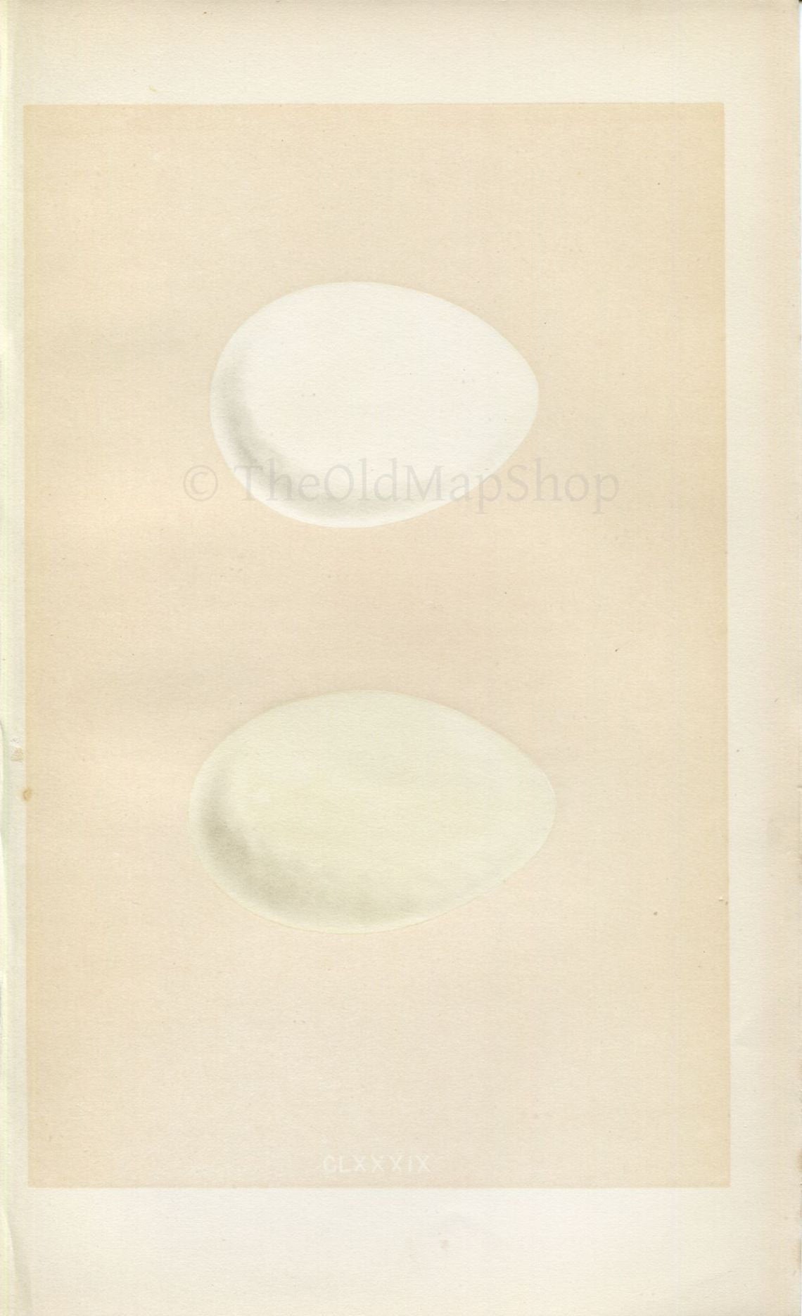Morris Antique Birds Egg Print, Shieldrake & Ruddy Shieldrake, 1867 Book Plate CLXXXIX