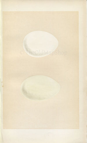 Morris Antique Birds Egg Print, Shieldrake & Ruddy Shieldrake, 1867 Book Plate CLXXXIX