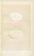 Morris Antique Birds Egg Print, Shieldrake & Ruddy Shieldrake, 1867 Book Plate CLXXXIX