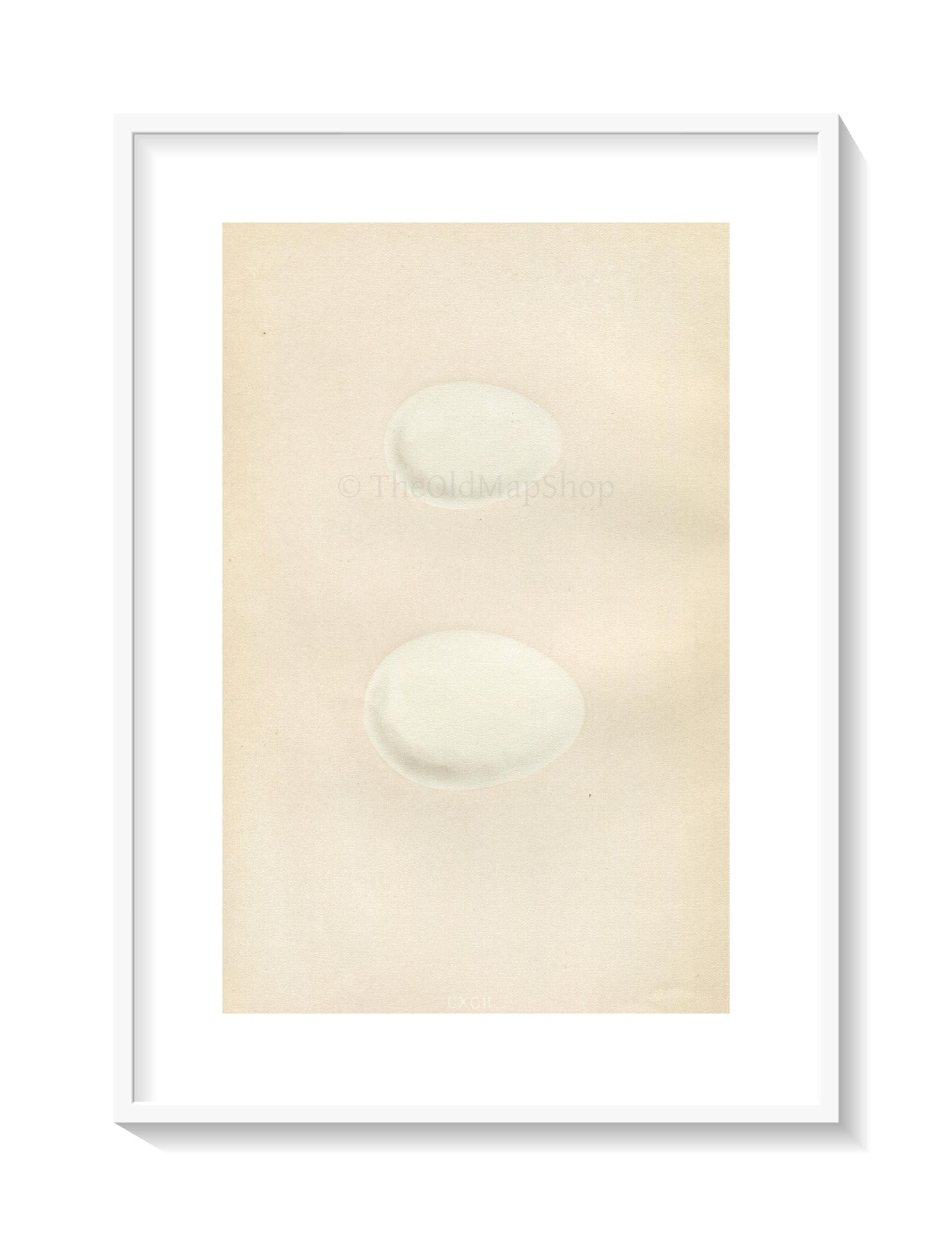Morris Antique Birds Egg Print, Teal, Wigeon, 1867 Book Plate CXCII