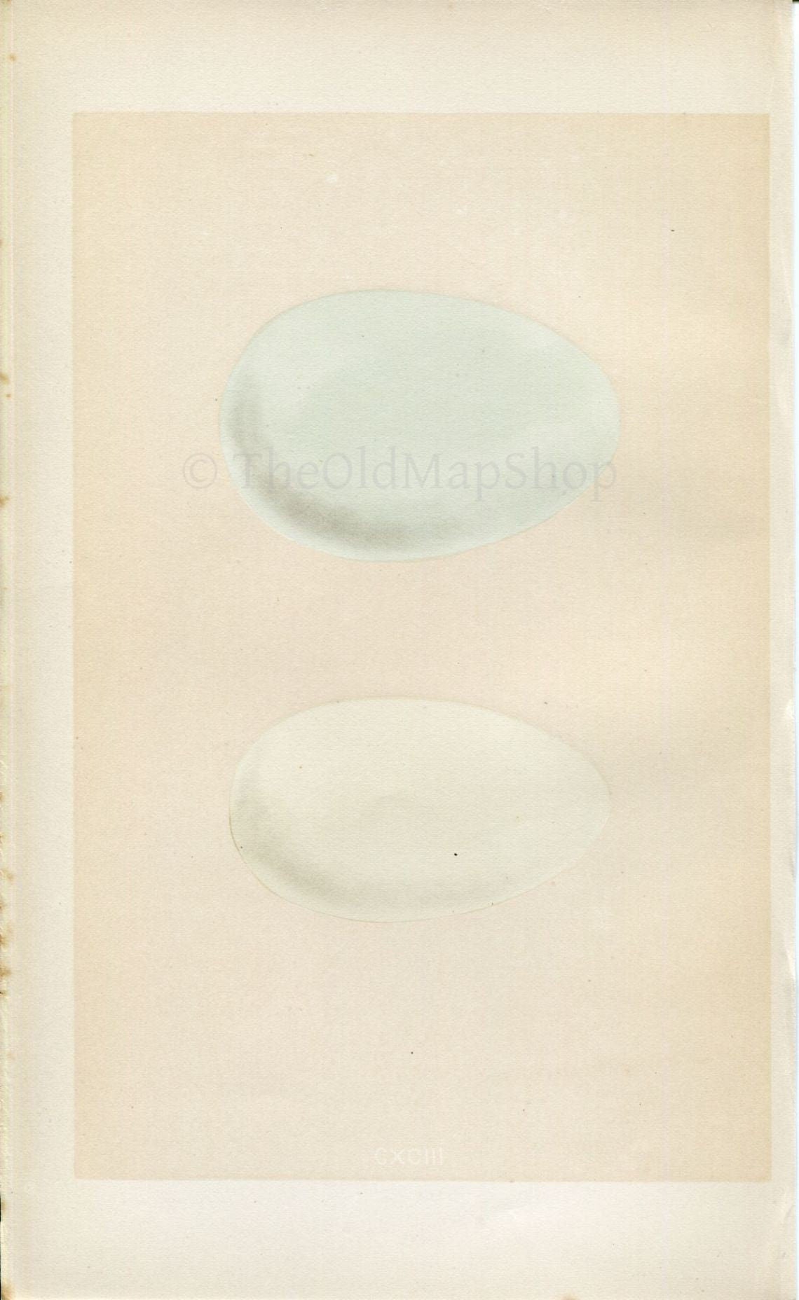 Morris Antique Birds Egg Print, Eider Duck, King Duck, 1867 Book Plate CXCIII