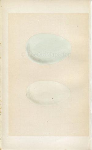 Morris Antique Birds Egg Print, Eider Duck, King Duck, 1867 Book Plate CXCIII