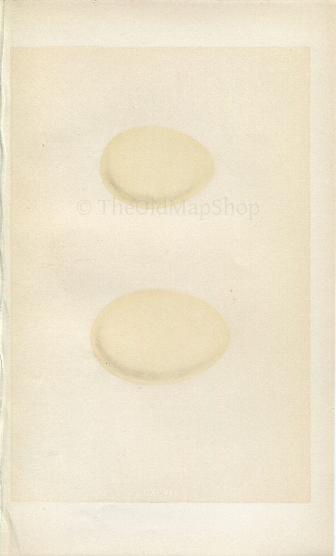 Morris Antique Birds Egg Print, Ferruginous Duck, Pochard, 1867 Book Plate CXCVI