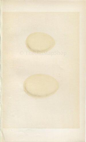 Morris Antique Birds Egg Print, Ferruginous Duck, Pochard, 1867 Book Plate CXCVI