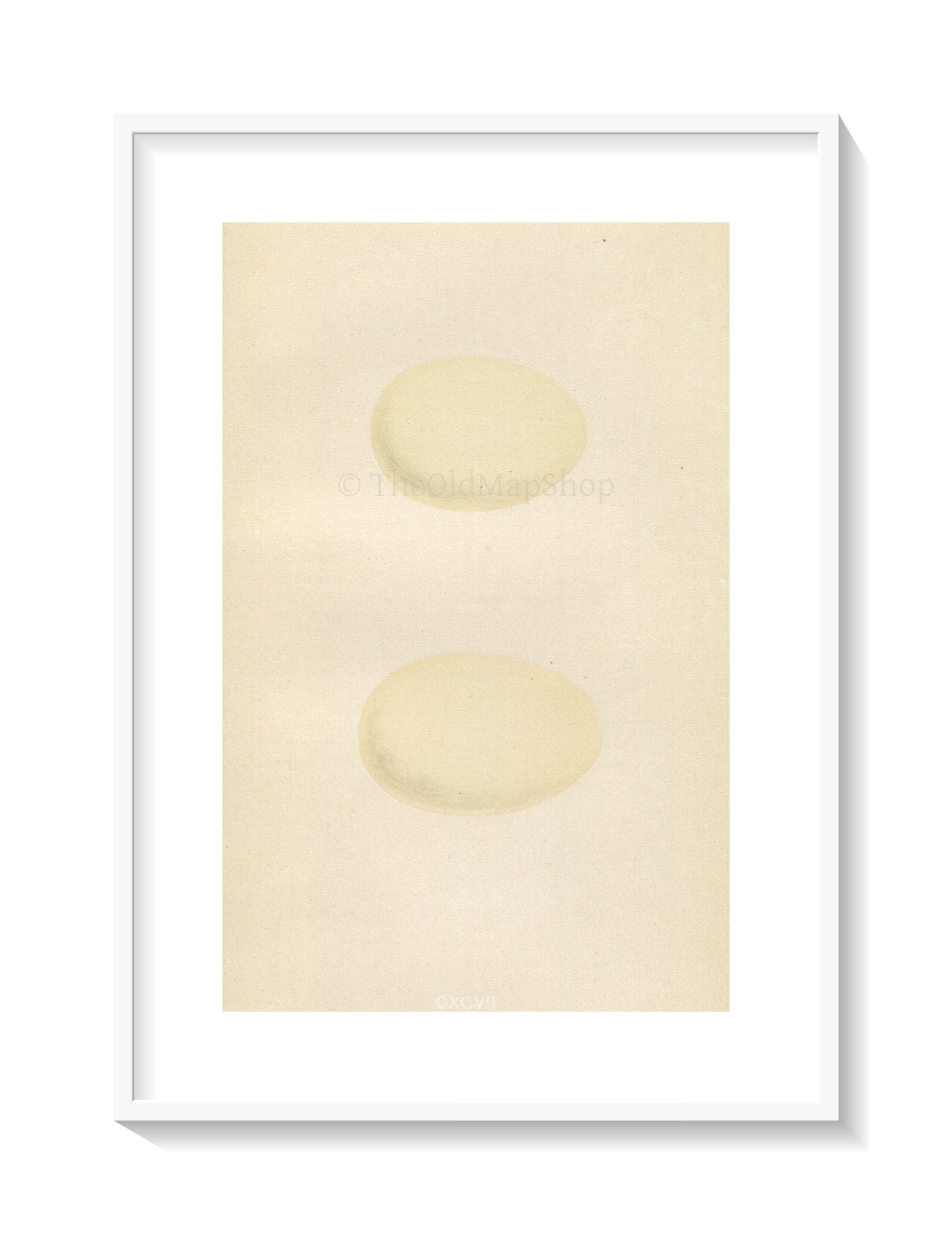 Morris Antique Birds Egg Print, Tufted Duck, Scaup, 1867 Book Plate CXCVII