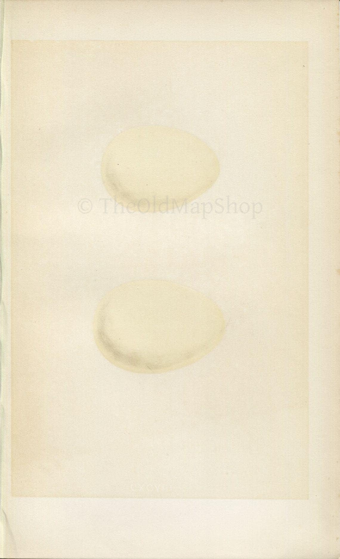 Morris Antique Birds Egg Print, Harlequin Duck, Long-Tailed Duck, 1867 Book Plate CXCVIII