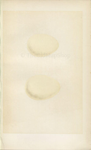Morris Antique Birds Egg Print, Harlequin Duck, Long-Tailed Duck, 1867 Book Plate CXCVIII