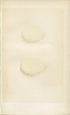 Morris Antique Birds Egg Print, Harlequin Duck, Long-Tailed Duck, 1867 Book Plate CXCVIII