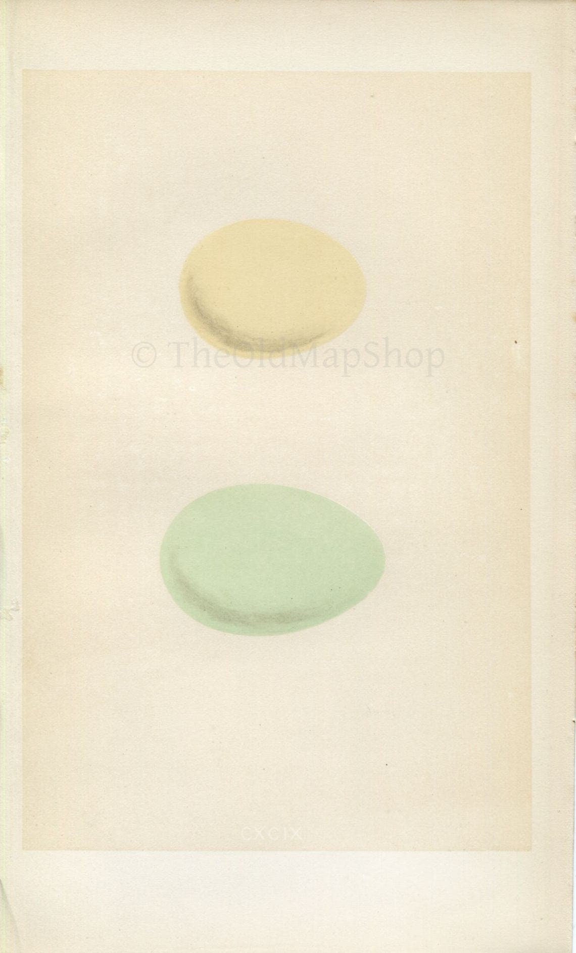 Morris Antique Birds Egg Print, Smew, Golden-Eye, 1867 Book Plate CXCIX