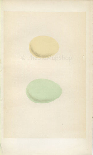 Morris Antique Birds Egg Print, Smew, Golden-Eye, 1867 Book Plate CXCIX