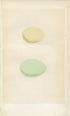 Morris Antique Birds Egg Print, Smew, Golden-Eye, 1867 Book Plate CXCIX