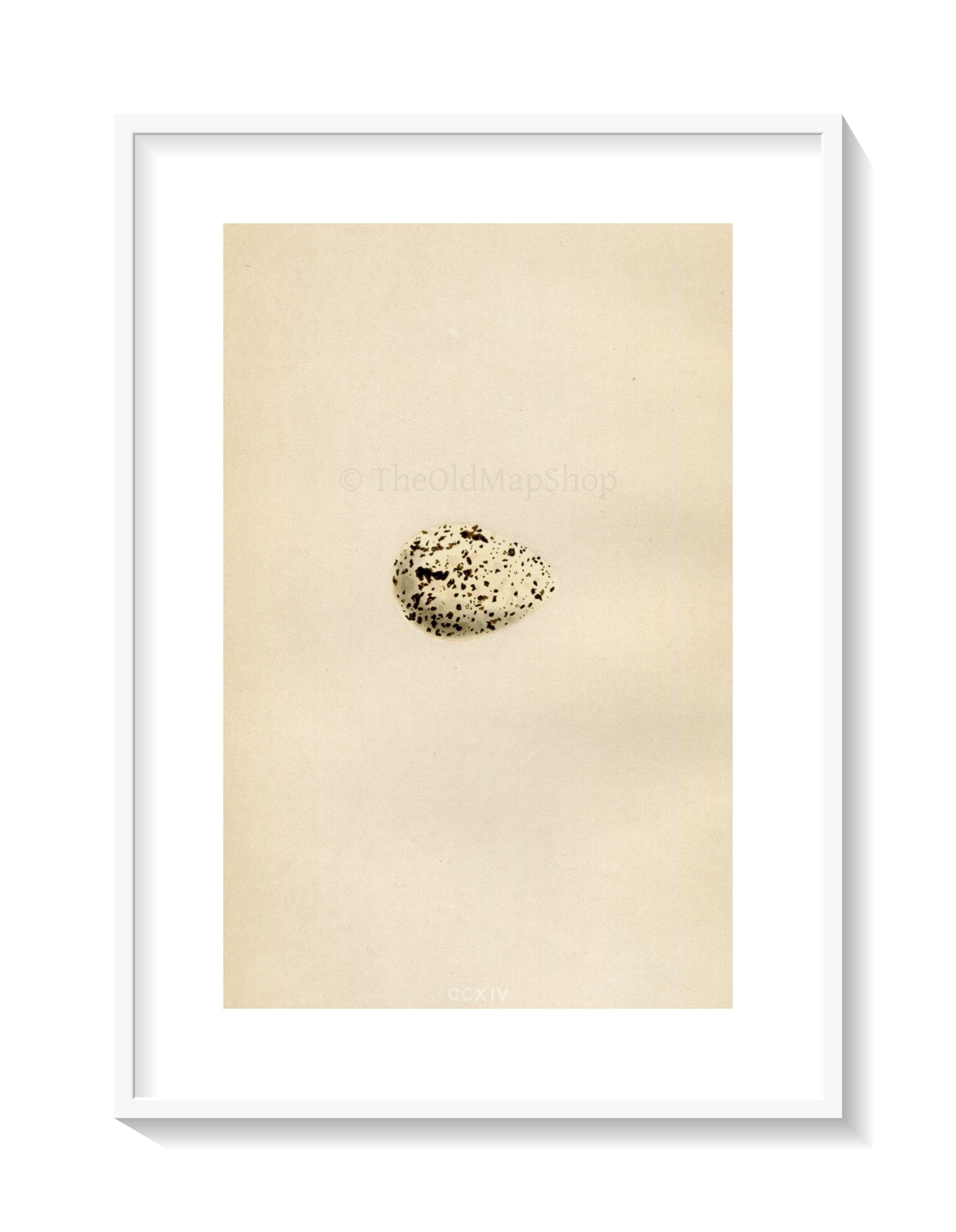 Morris Antique Birds Egg Print, Roseate Tern, 1867 Book Plate CCXIV