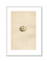 Morris Antique Birds Egg Print, Roseate Tern, 1867 Book Plate CCXIV