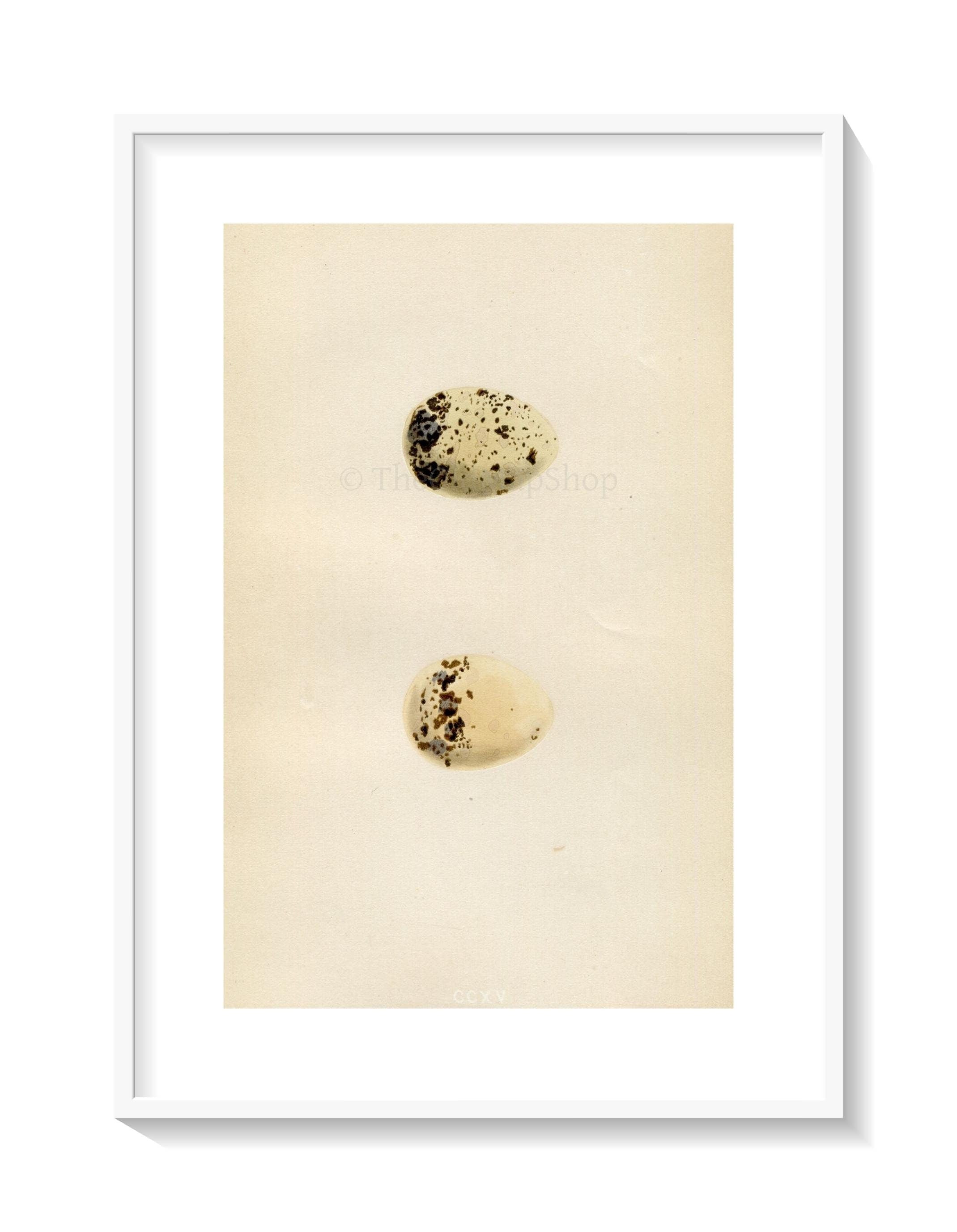 Morris Antique Birds Egg Print, Common Tern, 1867 Book Plate CCXV