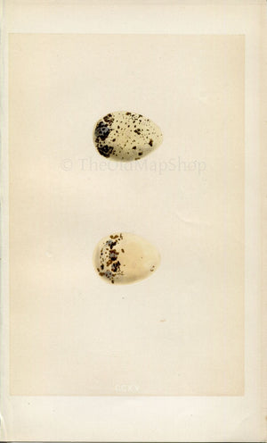 Morris Antique Birds Egg Print, Common Tern, 1867 Book Plate CCXV