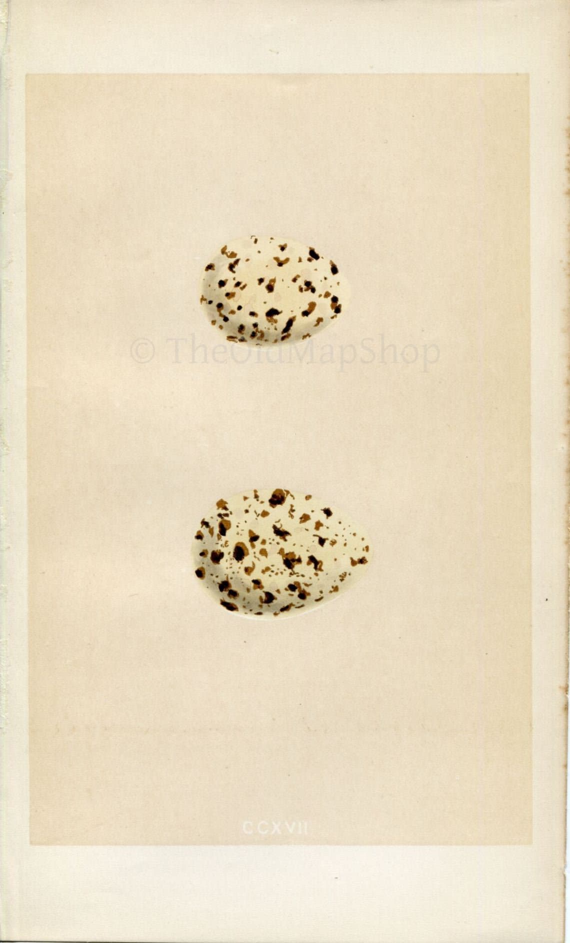 Morris Antique Birds Egg Print, Whiskered Tern, Gull-Billed Tern, 1867 Book Plate CCXVII
