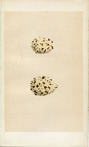 Morris Antique Birds Egg Print, Whiskered Tern, Gull-Billed Tern, 1867 Book Plate CCXVII