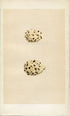 Morris Antique Birds Egg Print, Whiskered Tern, Gull-Billed Tern, 1867 Book Plate CCXVII