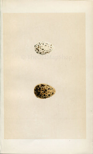 Morris Antique Birds Egg Print, Lesser Tern, Black Tern, 1867 Book Plate CCXVIII