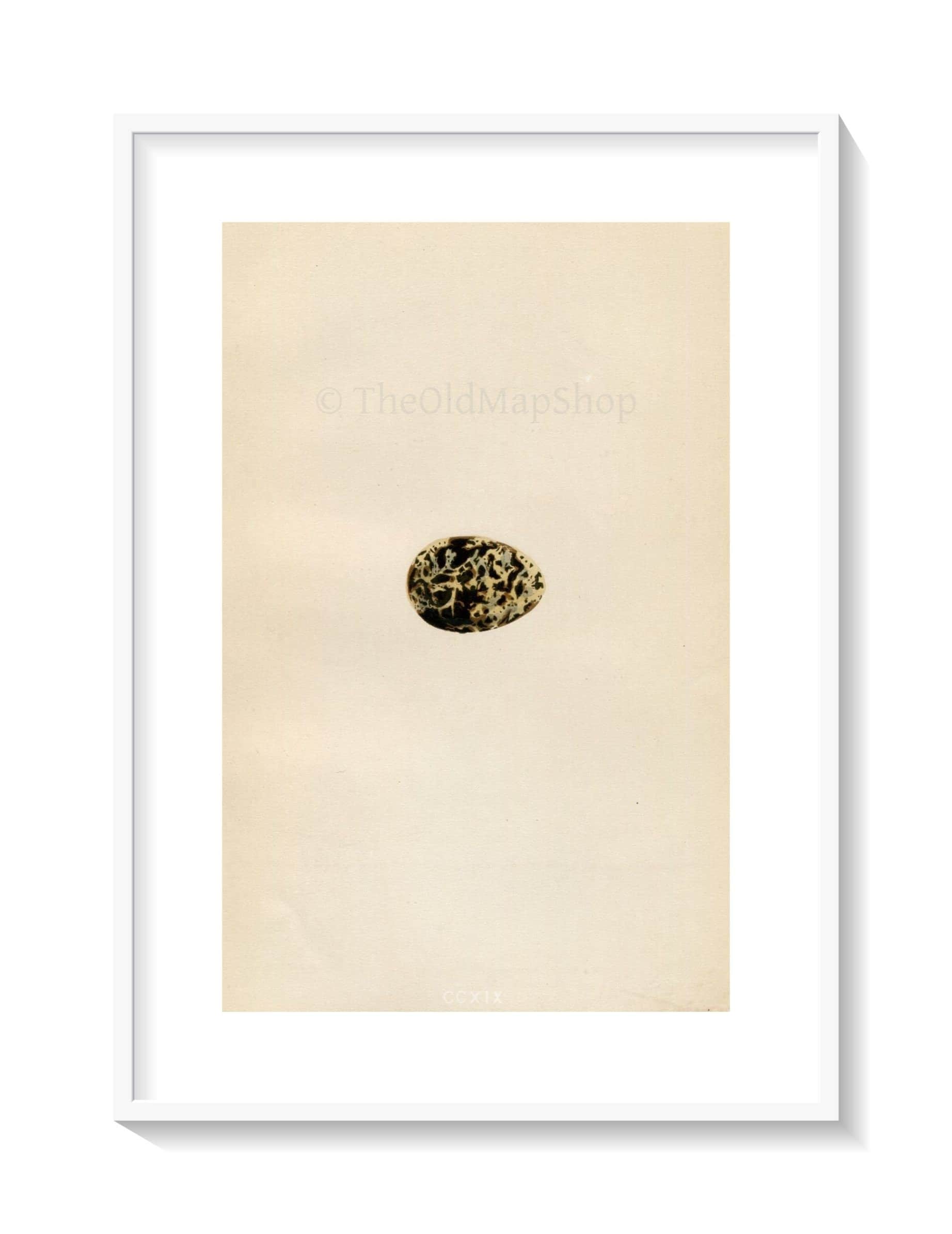 Morris Antique Birds Egg Print, White-Winged Black Tern, 1867 Book Plate CCXIX