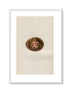 Morris Antique Egg Print, Egyptian Vulture, 1867 Book Plate II