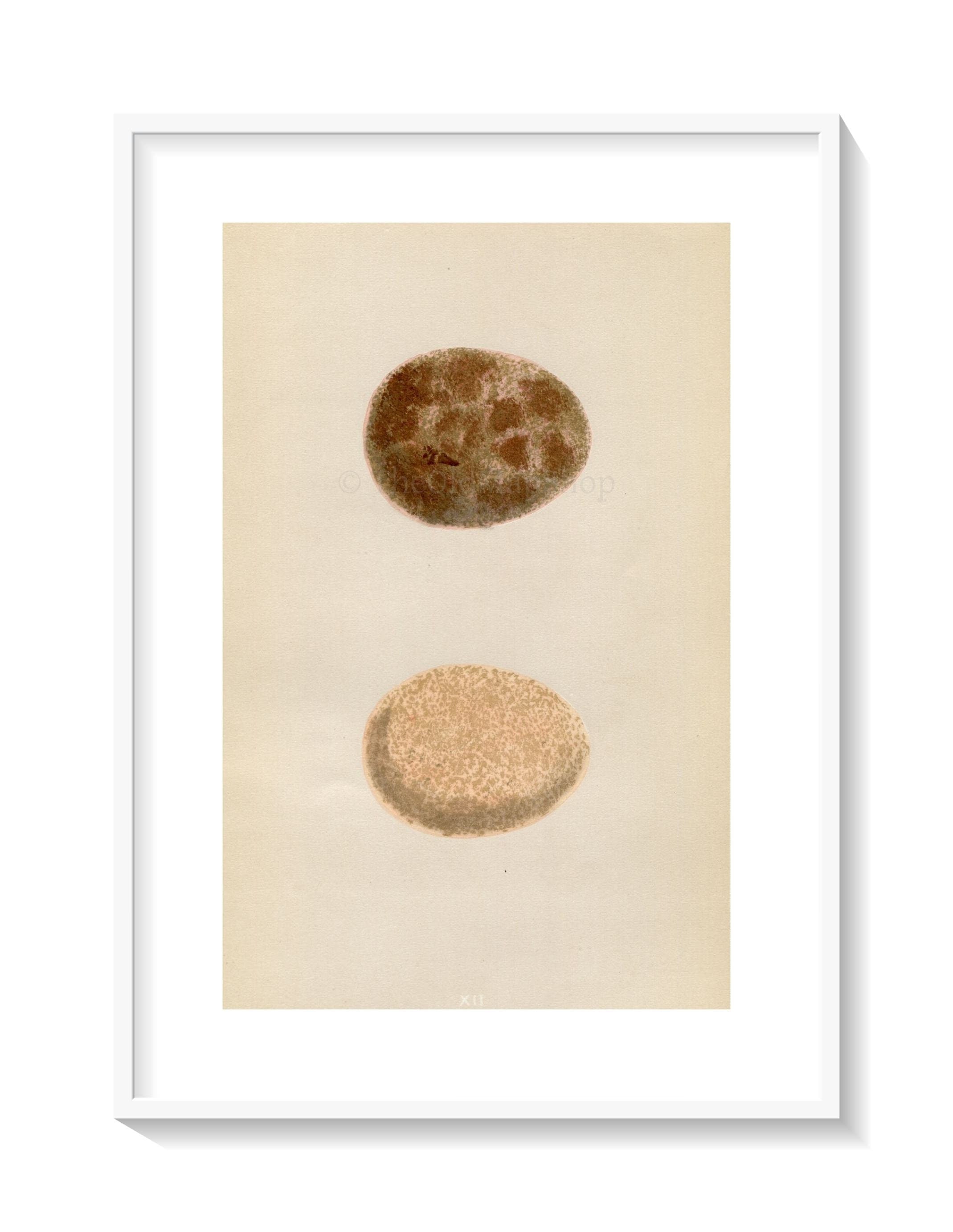 Morris Antique Birds Egg Print, Jer-Falcon, 1867 Book Plate XII