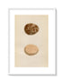 Morris Antique Birds Egg Print, Jer-Falcon, 1867 Book Plate XII