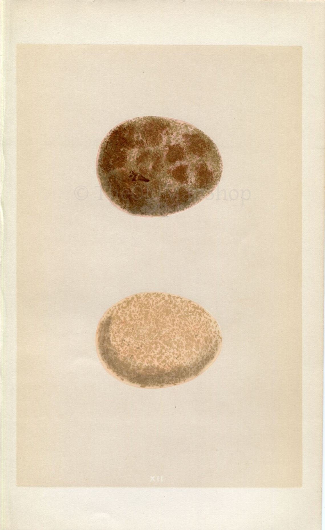 Morris Antique Birds Egg Print, Jer-Falcon, 1867 Book Plate XII